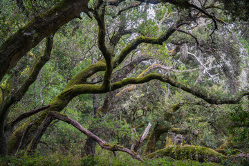 Moss covered live oak trees, California