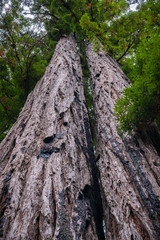 Large Redwood trees (Sequoia sempervirens), California