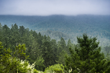 Heavy fog in Santa Cruz mountains on a summer day, California