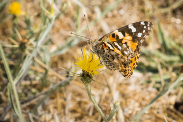 Painted lady Butterfly (Vanessa cardui) perched on a Yellow star thistle (Centaurea solstitialis) blooming in summer, Sunnyvale, California