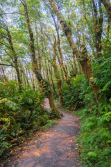 Fototapeta na wymiar Hiking path through a verdant forest, Prairie Creek Redwoods State Park, California