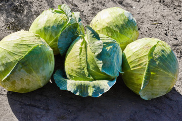 Green natural vegetative round heads cabbage. Vegetarian food concept. Cabbage farm product on a soil background