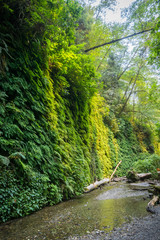 Wall covered in five fingered ferns, Fern Canyon, Prairie Creek Redwoods State Park, California