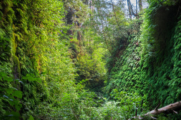 Fototapeta na wymiar Canyon walls covered in five finger ferns, Fern Canyon, Prairie Creek Redwoods State Park, California
