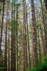 Dense forest, Prairie Creek Redwoods State Park, California