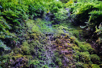 Water dripping on the walls of Fern canyon, Prairie Creek Redwoods State Park, California