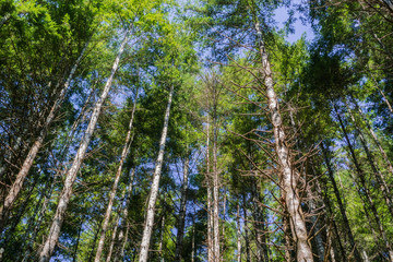 Majestic evergreen trees forest in the morning light, South slough estuarine research reserve, Coos Bay, Oregon