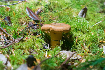Tiny mushroom growing among moss in the forest