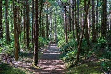 Hiking path through the forests of South Slough National Estuarine Research Reserve, Coos Bay, Oregon