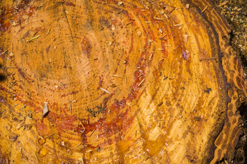 Close up of a cross section of a recently cut tree