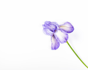 Purple iris flower on white background. Top view with copy space. Flat lay.