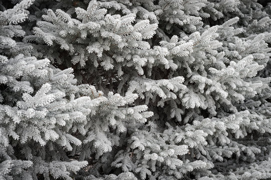 Rime Frost on Pine Trees