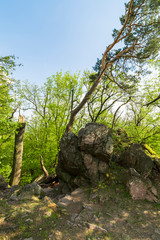 Beautiful green rocky forest while spring day.
