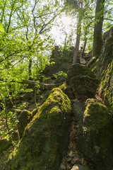 Beautiful green rocky forest while spring day.