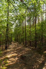 Fototapeta premium Beautiful green rocky forest while spring day.