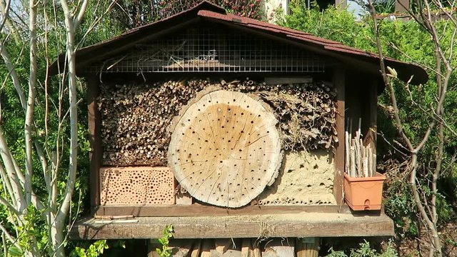wild bees flying in front of insect hotel in springt time. male Osmia bicornis