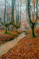 Fototapeta premium Magical forest for background