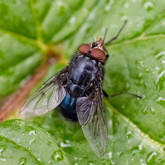 Macro Fly