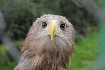 portrait of an eagle