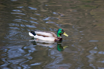 Duck mallard