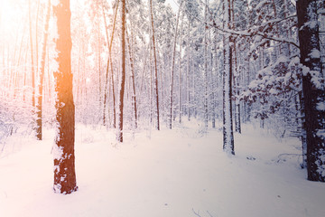 Beautiful winter landscape of snow-covered forest with the warm rays of the winter sun.