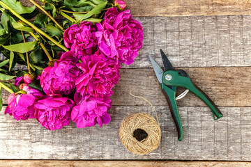 Fresh blooming pink magenta peony flowers bouquet and garden tool shears pruner on old shabby...
