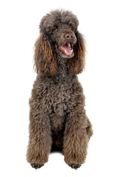 Portrait of Standard poodle isolated on white background