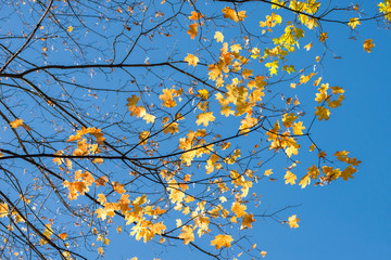 Branches with yellow leaves against the blue sky
