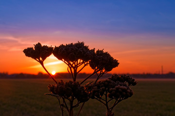 An amazing sunrise with waterdrops on grass