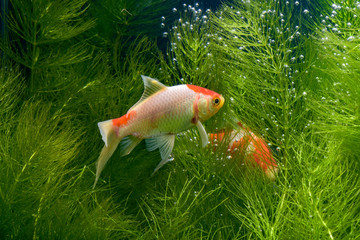  Koi fish background plants