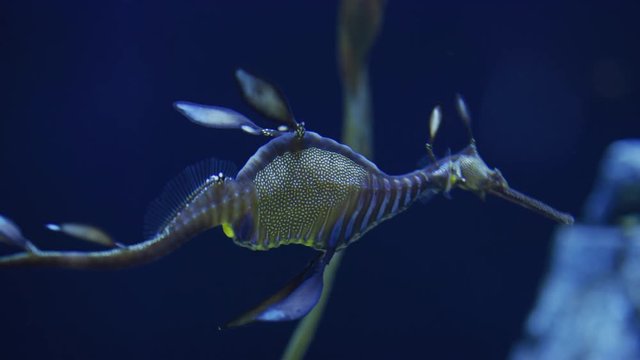 Weedy Seadragon Swimming