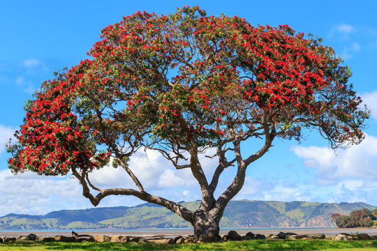 Pohutukawa tree at Huia bay near Titirangi, New Zealand