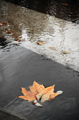 Rainy day, puddle with leaves