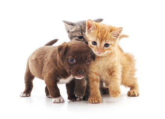 Kittens and puppy.