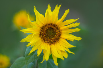 Fototapeta premium Blume