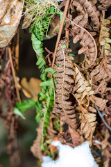 Common polypody (Polypodium vulgare) plant. Nature monument 