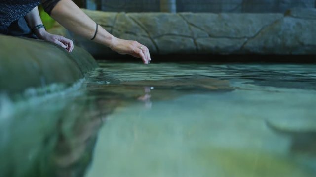 Visitors touching the stingrays