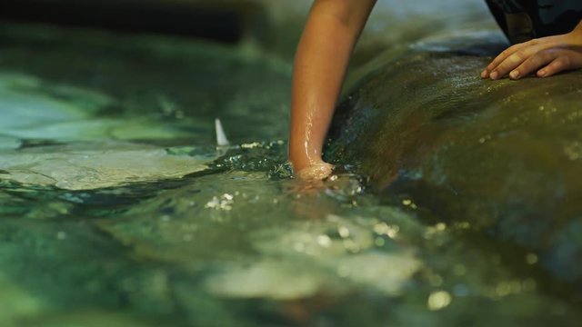 Touching the stingrays 
