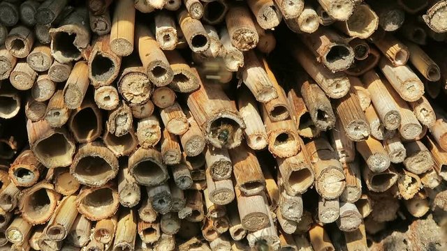 wild bees flying in front of insect hotel in springt time. male Osmia bicornis