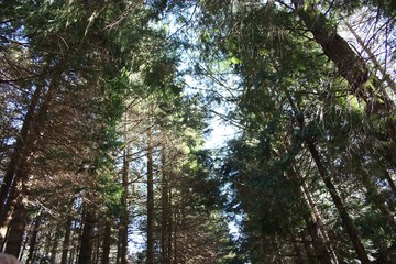 dirt path in the green forests of the Apuan Alps on a winter day