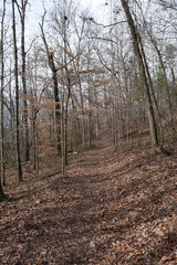 Hiking Trail in Big Hill Pond State Park Tennessee