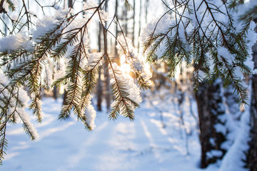 Close-up of fir branches with flakes of snow, with the dawn sun on the background. Christmas frosty morning. Winter landscape, Tranquil nature in sunlight in park