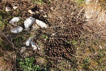 caca or feces of goat, mutton or sheep found in the mountains
