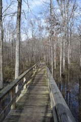 Dismal Swamp Boardwalk in Big Hill Pond State Park Tennessee