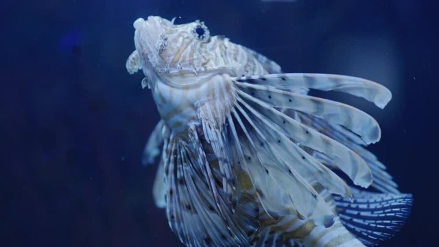 Close up of a zebra turkeyfish 