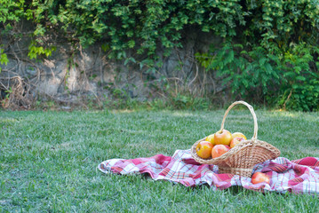 Wicker basket is woven of vines with apples on the background of green grass tablecloth, cloth in a...