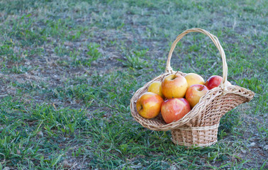 Wicker basket is woven of vines with yellow apples on the background of green grass, yellow ripe fruits, wicker straw, stone fence, climbing plant, summer vacation landscape still life weekend
