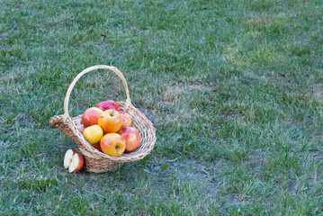 Wicker basket is woven of vines with yellow apples on the background of green grass, yellow ripe...