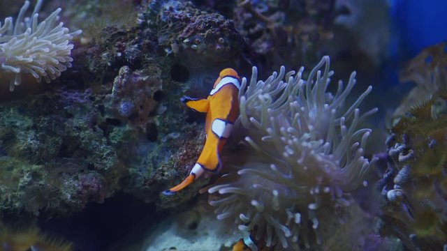 Clownfish swimming in the water