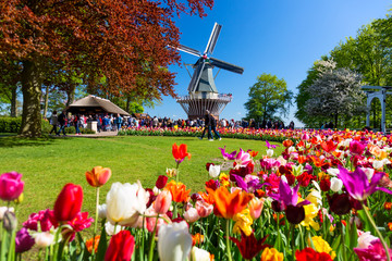 Blooming colorful tulips flowerbed in public flower garden with windmill. Popular tourist site. Lisse, Holland, Netherlands.